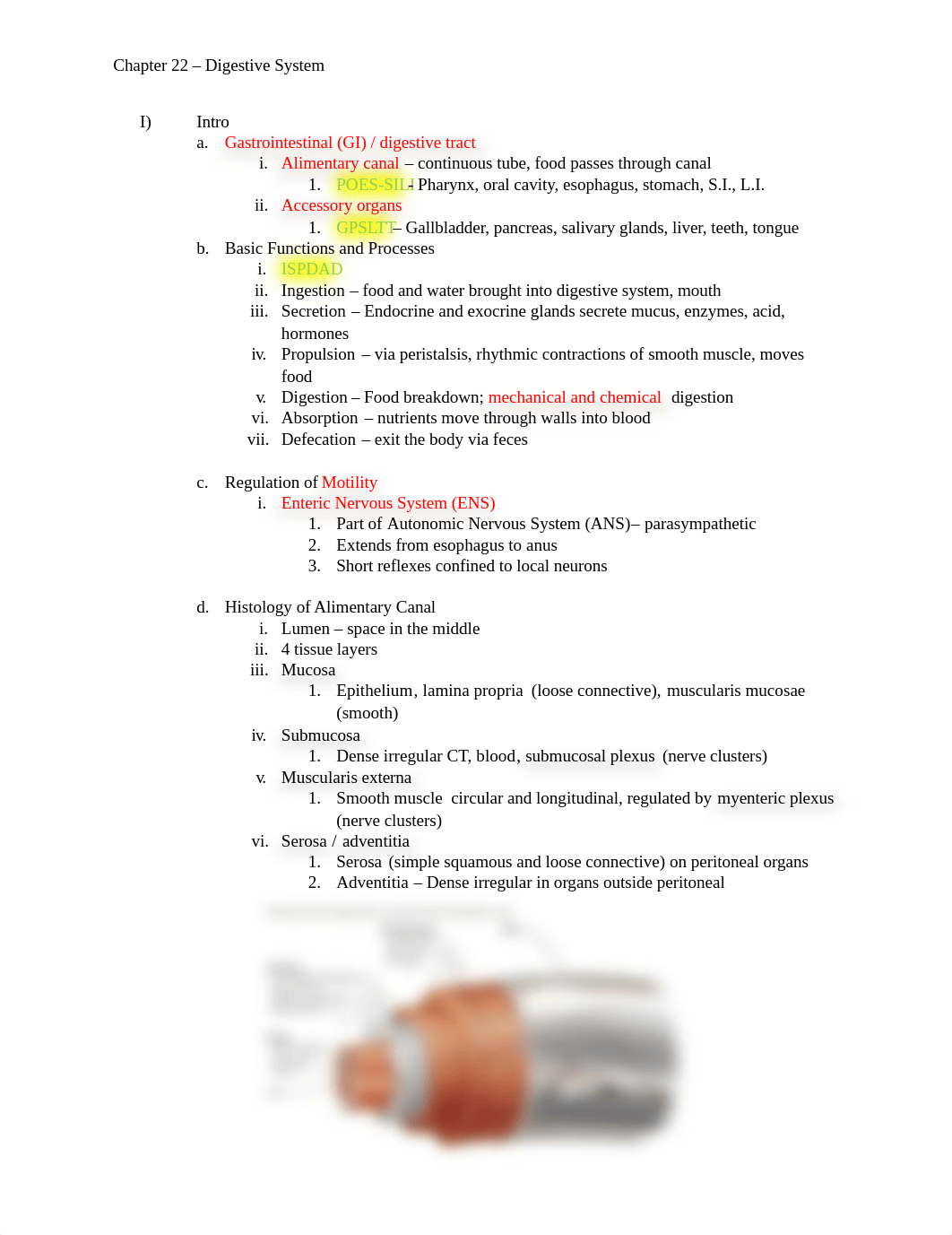 Chapter 22 - Digestive System.docx_dd1x8mxhe0t_page1