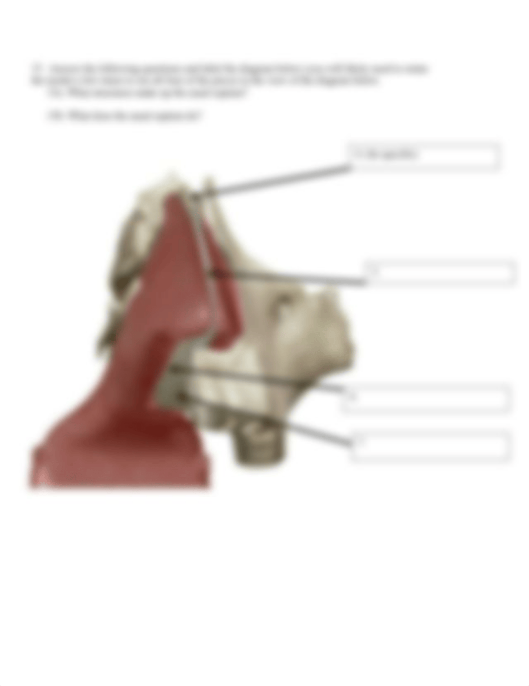 BIO 211 Lab 5 Respiratory Anatomy SU2021.docx_dd282s5i1r5_page4