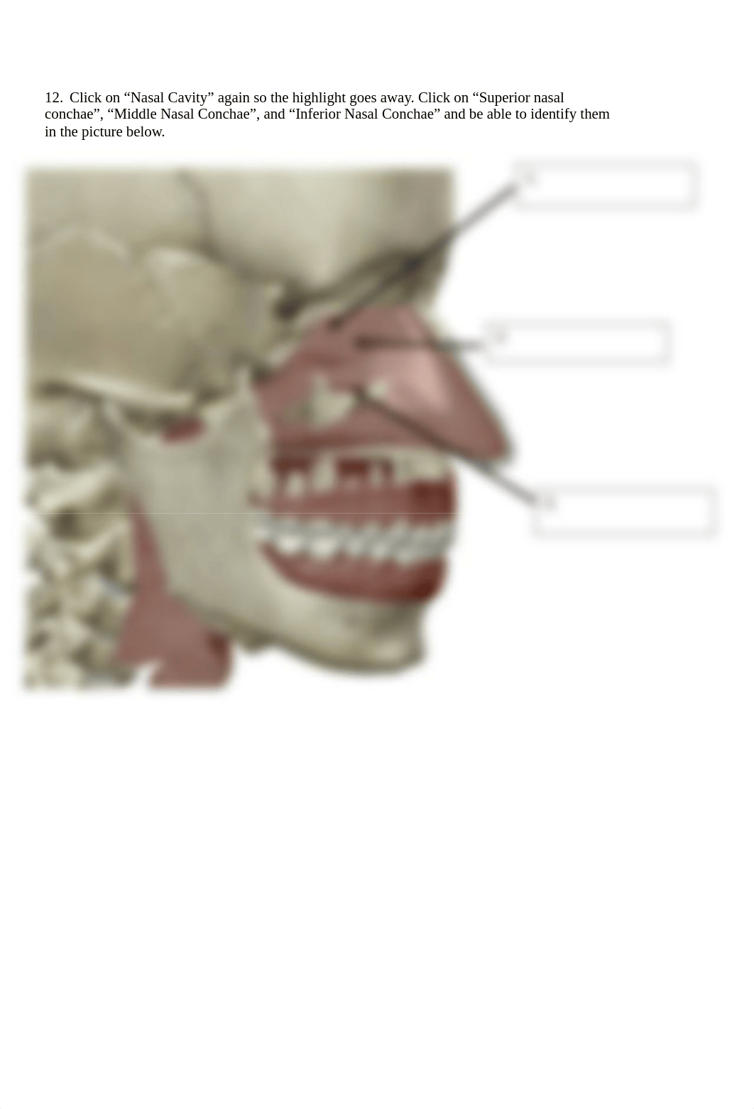 BIO 211 Lab 5 Respiratory Anatomy SU2021.docx_dd282s5i1r5_page3