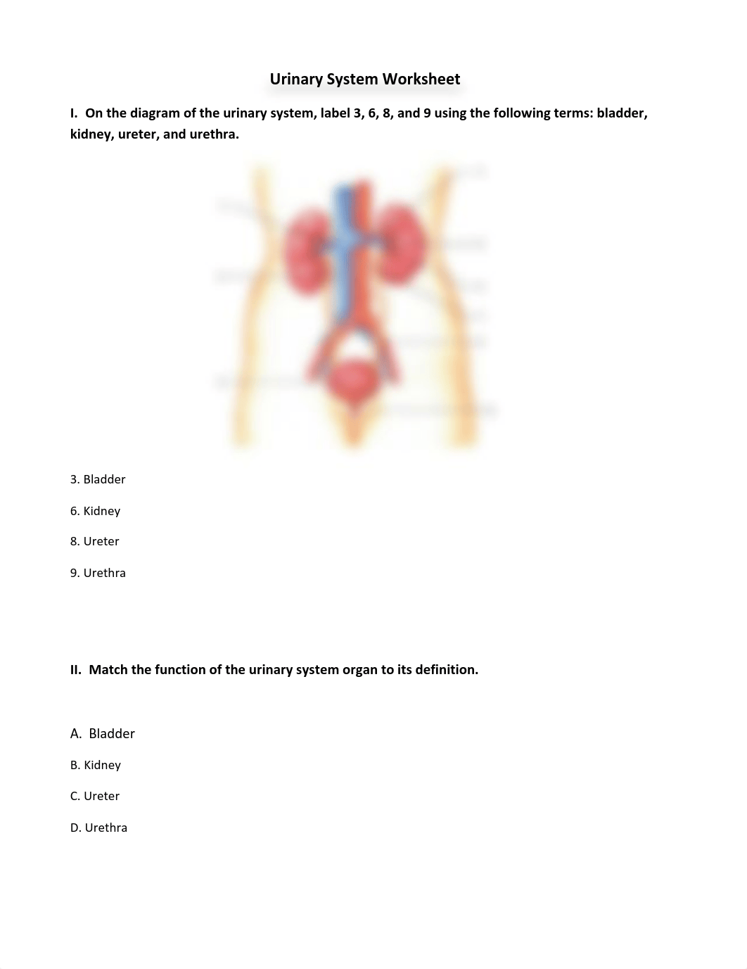 Urinary System Worksheet (1).pdf_dd2fchz6kjo_page1