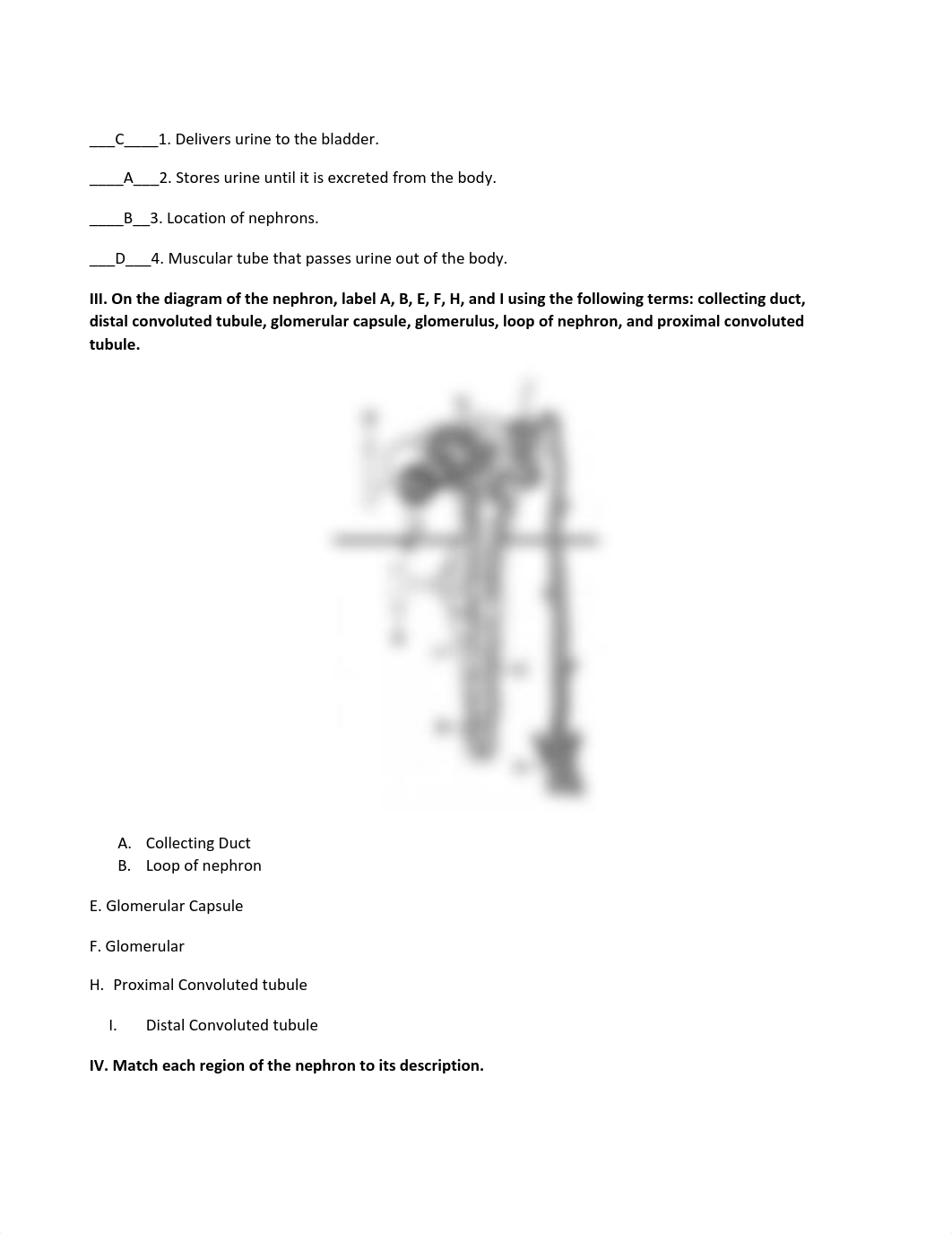 Urinary System Worksheet (1).pdf_dd2fchz6kjo_page2