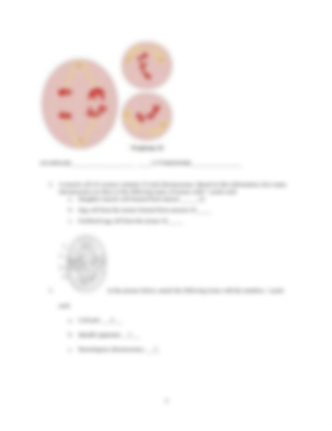 Mitosis and Meiosis hw.docx_dd2uip0qo3l_page4