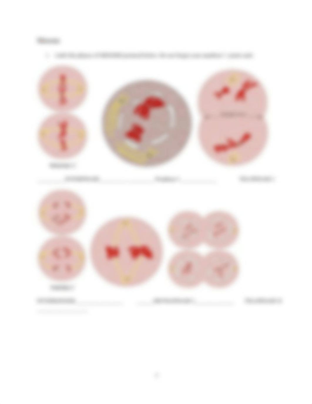 Mitosis and Meiosis hw.docx_dd2uip0qo3l_page3