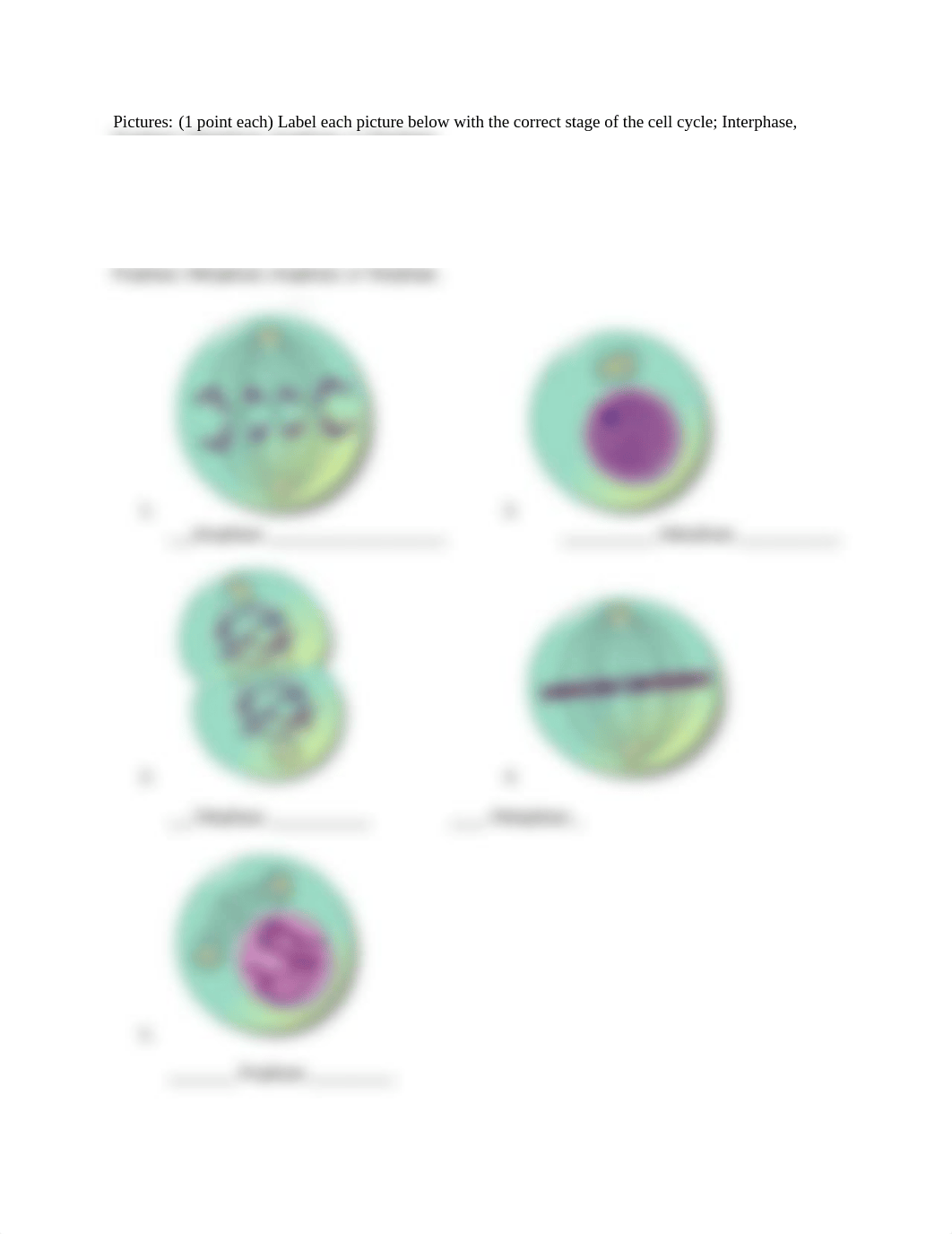 Mitosis and Meiosis hw.docx_dd2uip0qo3l_page2