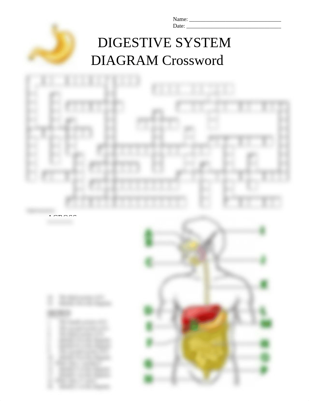 Digestive System Crossword with Diagram.pdf_dd3hjh0am3e_page1