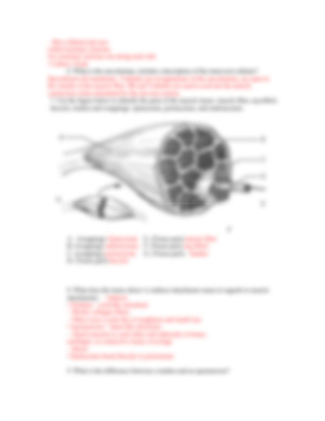 Bio 201 2018 Muscular System Exam Review Questions.docx_dd3o24ht0jo_page2