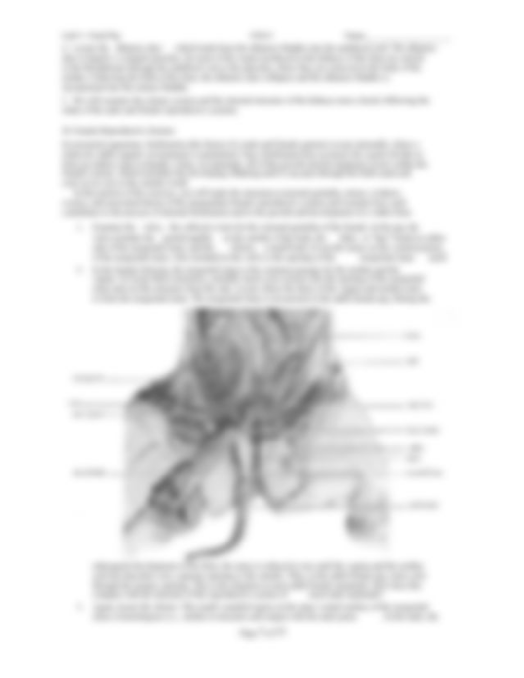 Lab 9 Fetal Pig Excretory, Reproductive, and Nervous_dd61sgxp55j_page3