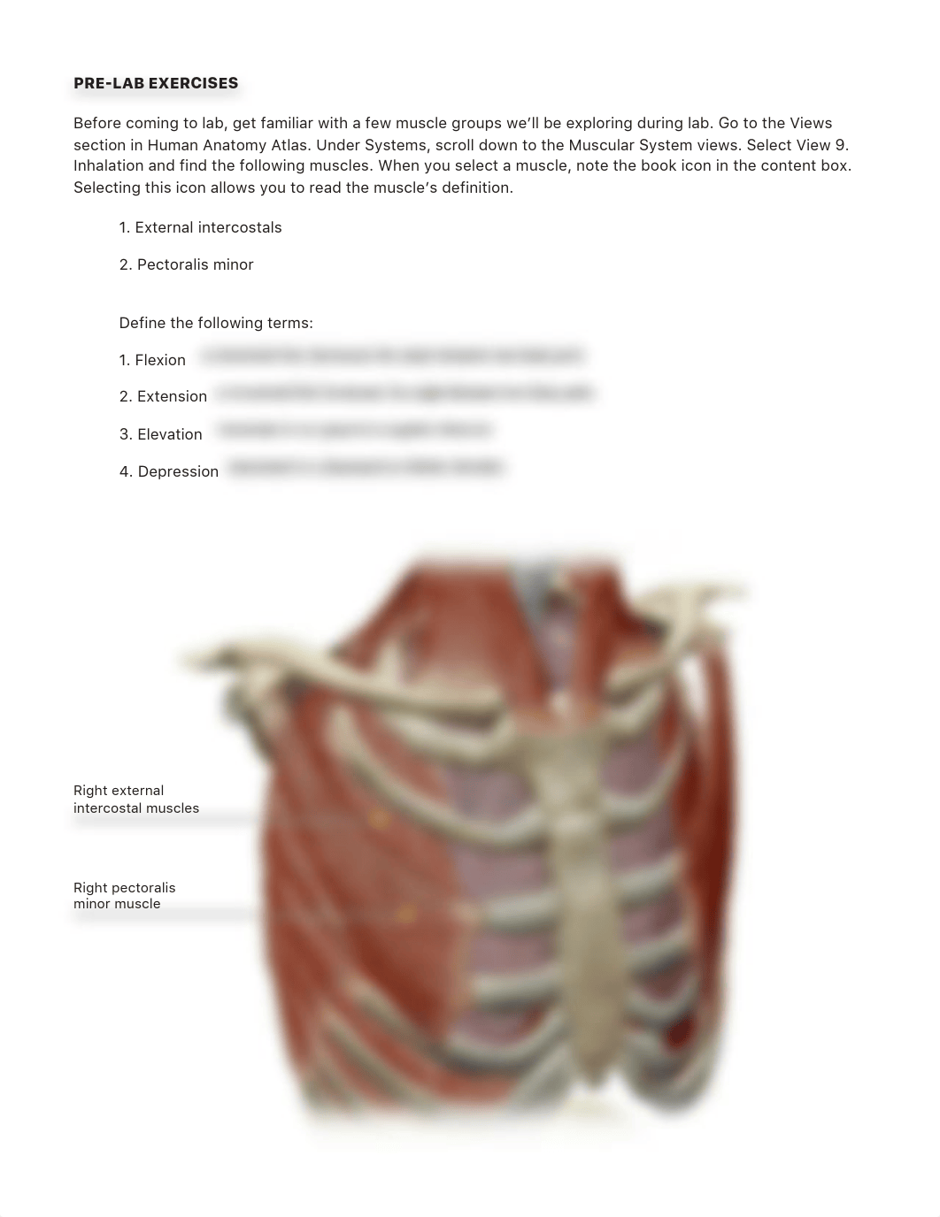 lab manual_muscles abdomen thorax_atlas.pdf_dd6ewp7d2sp_page2