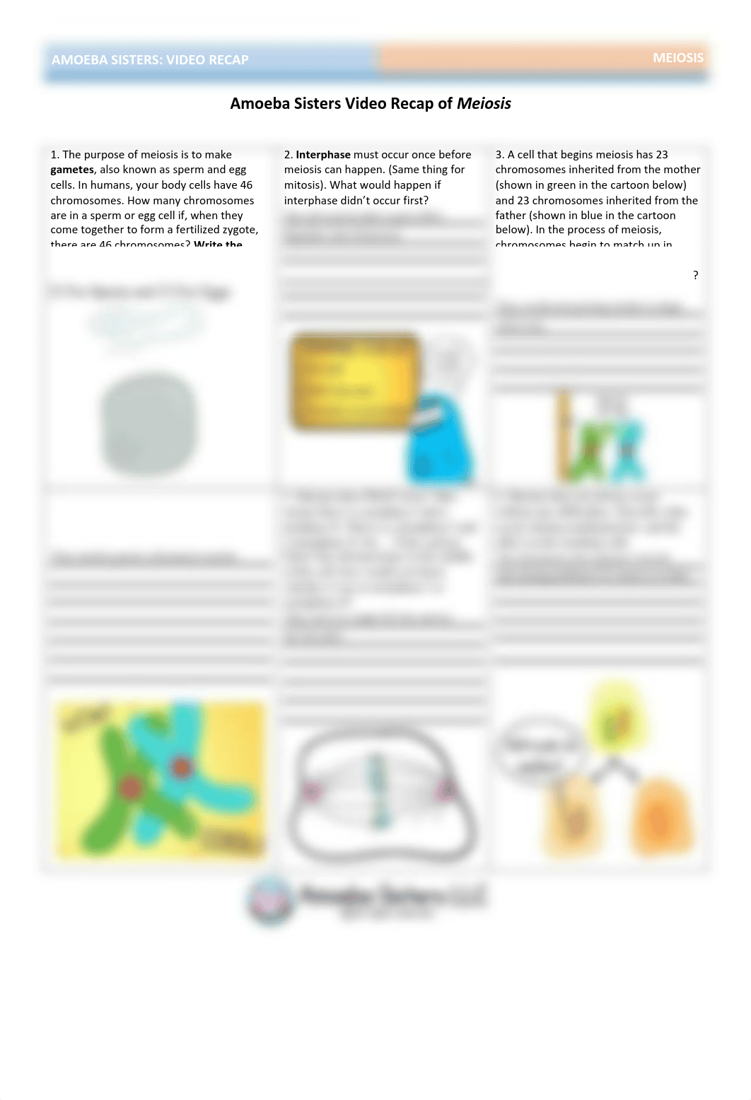 Amoeba_Sisters_Meiosis_Worksheet (3).pdf_dd6lqfumvqp_page1