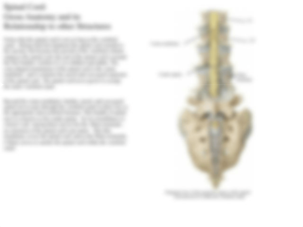 01 Spinal Cord and Nerves.pdf_dd6nyyczl6e_page4