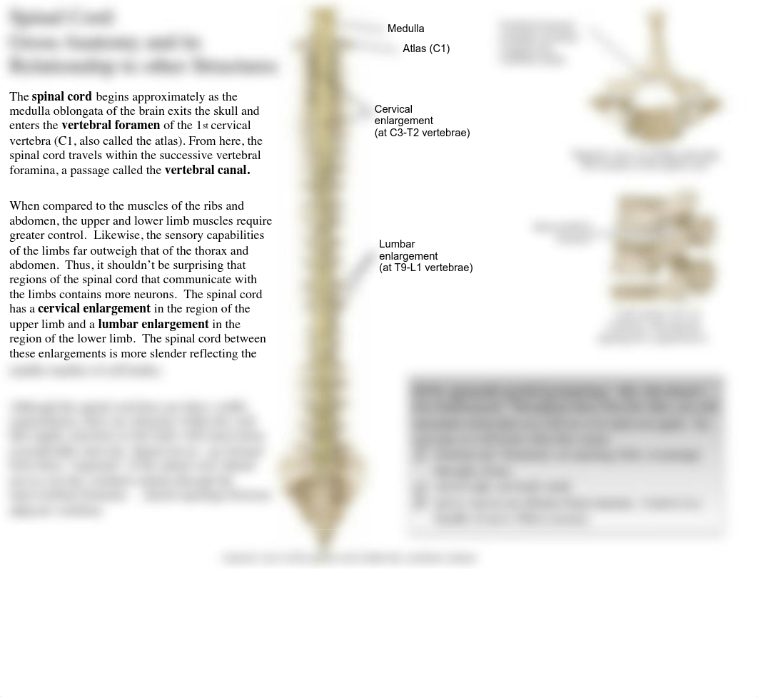 01 Spinal Cord and Nerves.pdf_dd6nyyczl6e_page3