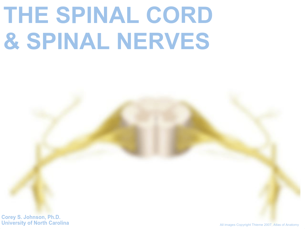 01 Spinal Cord and Nerves.pdf_dd6nyyczl6e_page1