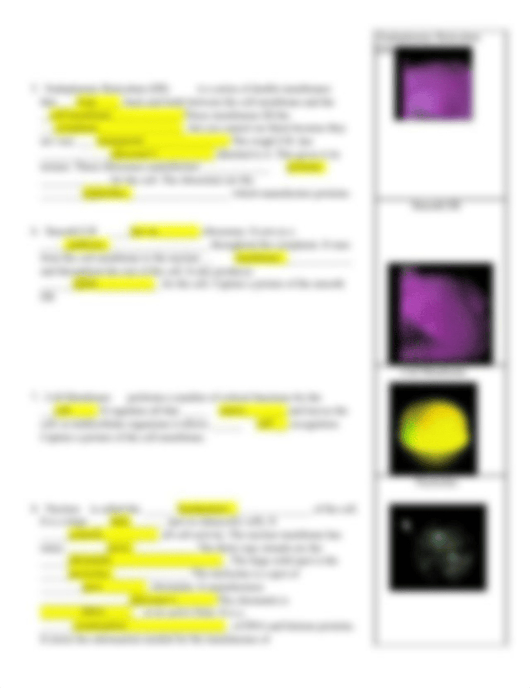 cell_lab_assignment-2_dd7zzgam1v5_page2