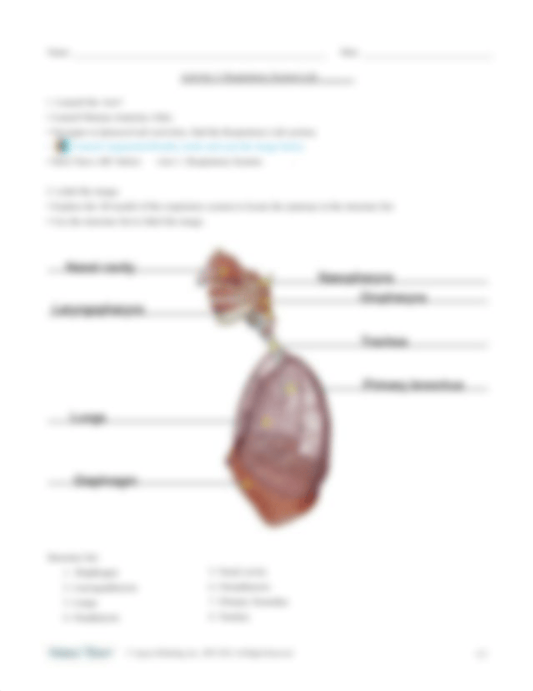 respiratory-lab-activity.pdf_dd83zw7c9w2_page3