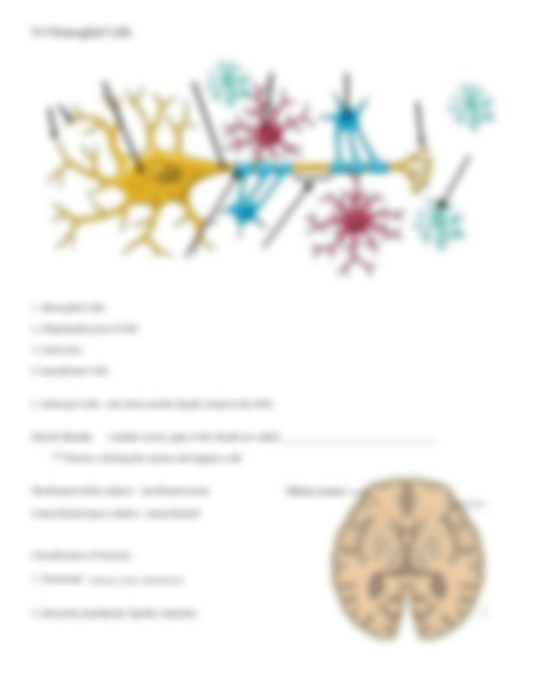 Copy of Nervous System Notes Part A.pdf_dd9aed1ub79_page2