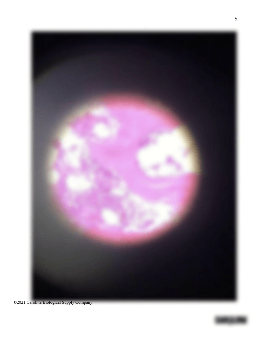 BIO201 Introduction to Histology_Cartilage and Bones_Answer sheet (1) (1).docx_dd9x3jgac09_page5