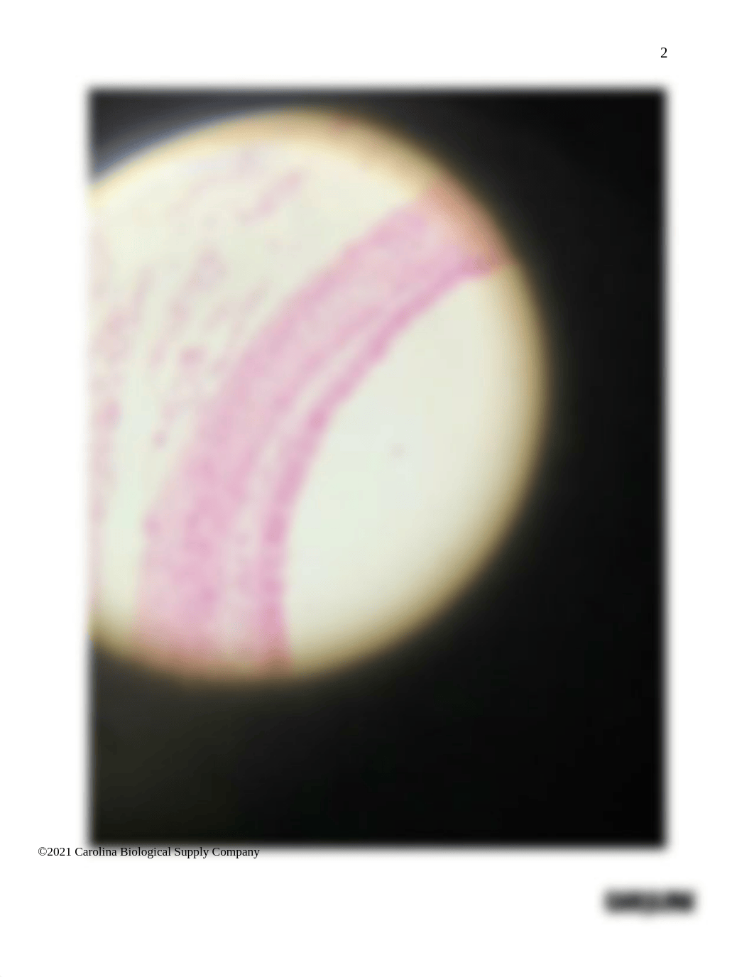 BIO201 Introduction to Histology_Cartilage and Bones_Answer sheet (1) (1).docx_dd9x3jgac09_page2