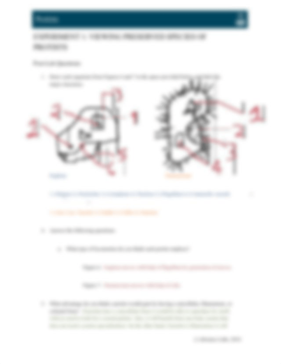 IB_1108_L18_Protista.docx_dda8lxnmzb3_page2