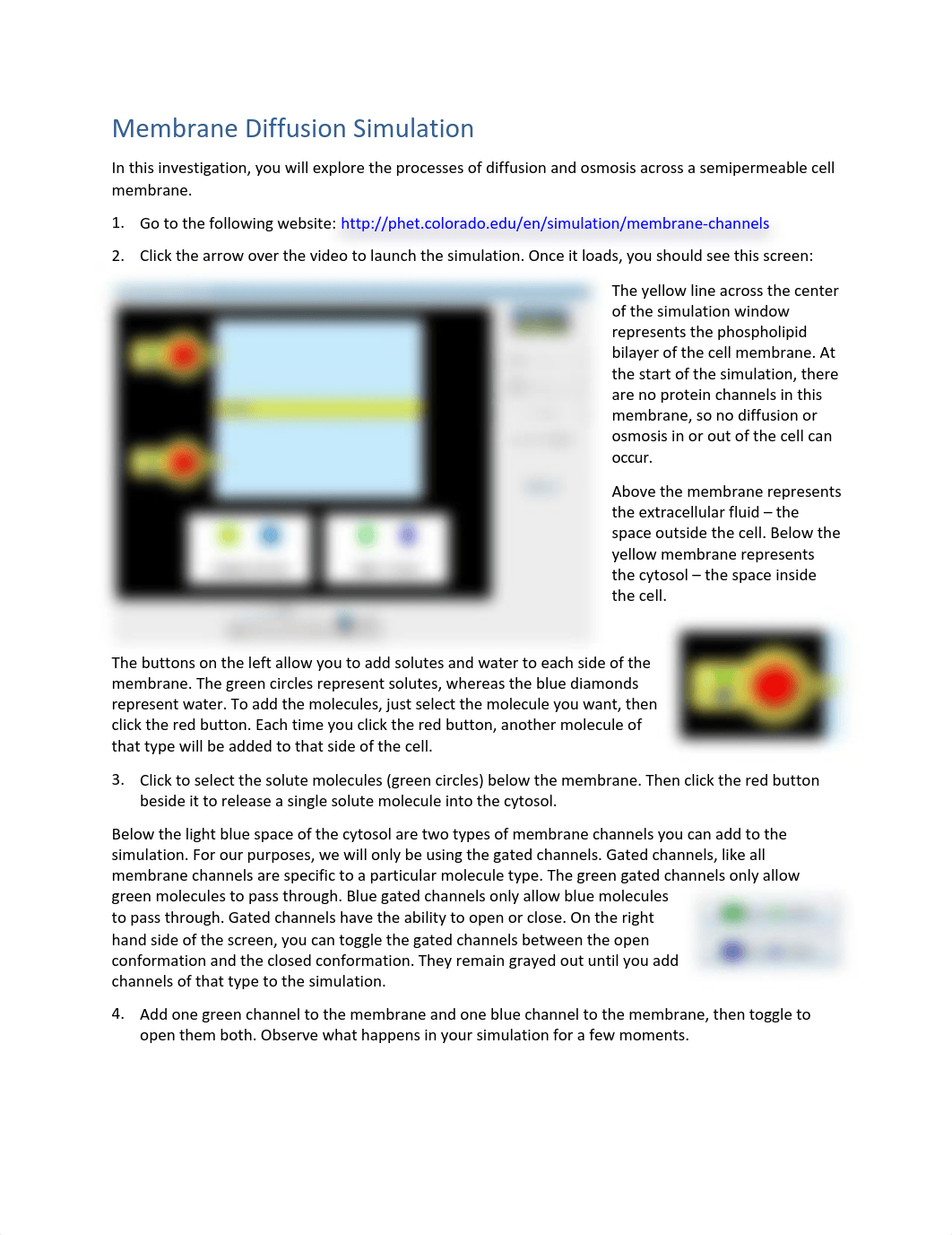 Membrane Diffusion Simulation.pdf_ddbmhcd6hvl_page1