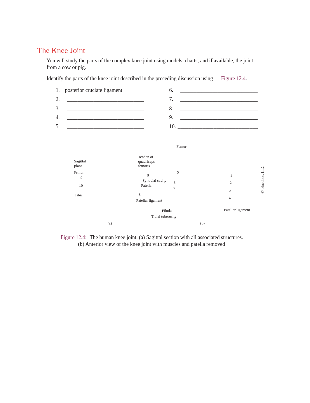 Exercise 12 The Knee Joint.pdf_ddccnaglsos_page1