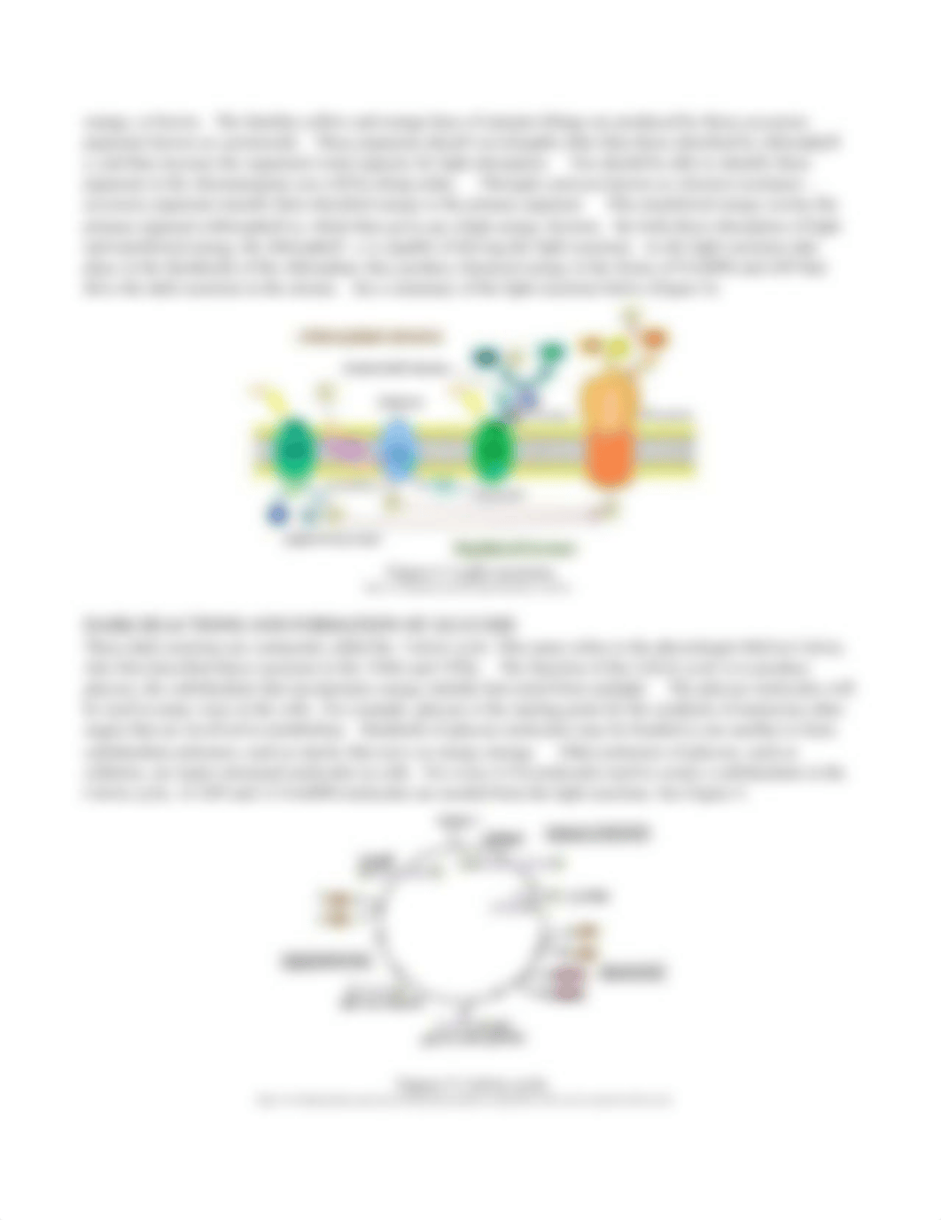 Unit 3 Lab 2 Photosynthesis Lab.docx_dddb8uc0yu4_page3