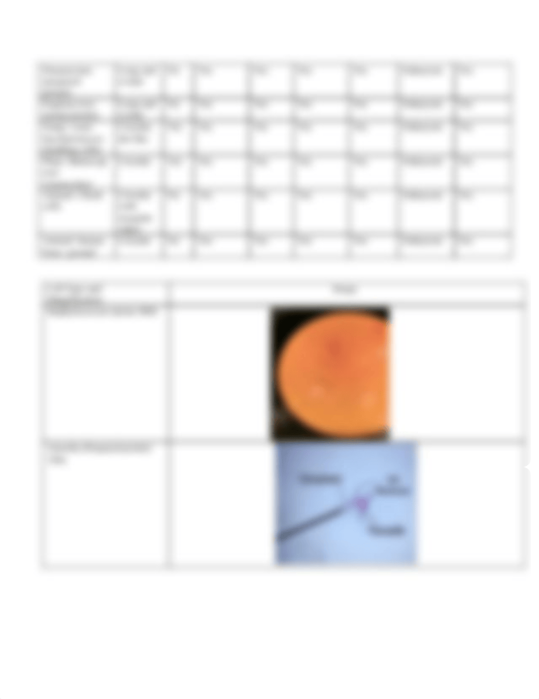 BIO 126 Lab #4 _ Cells and Enzymes.pdf_dddubazwxoe_page4