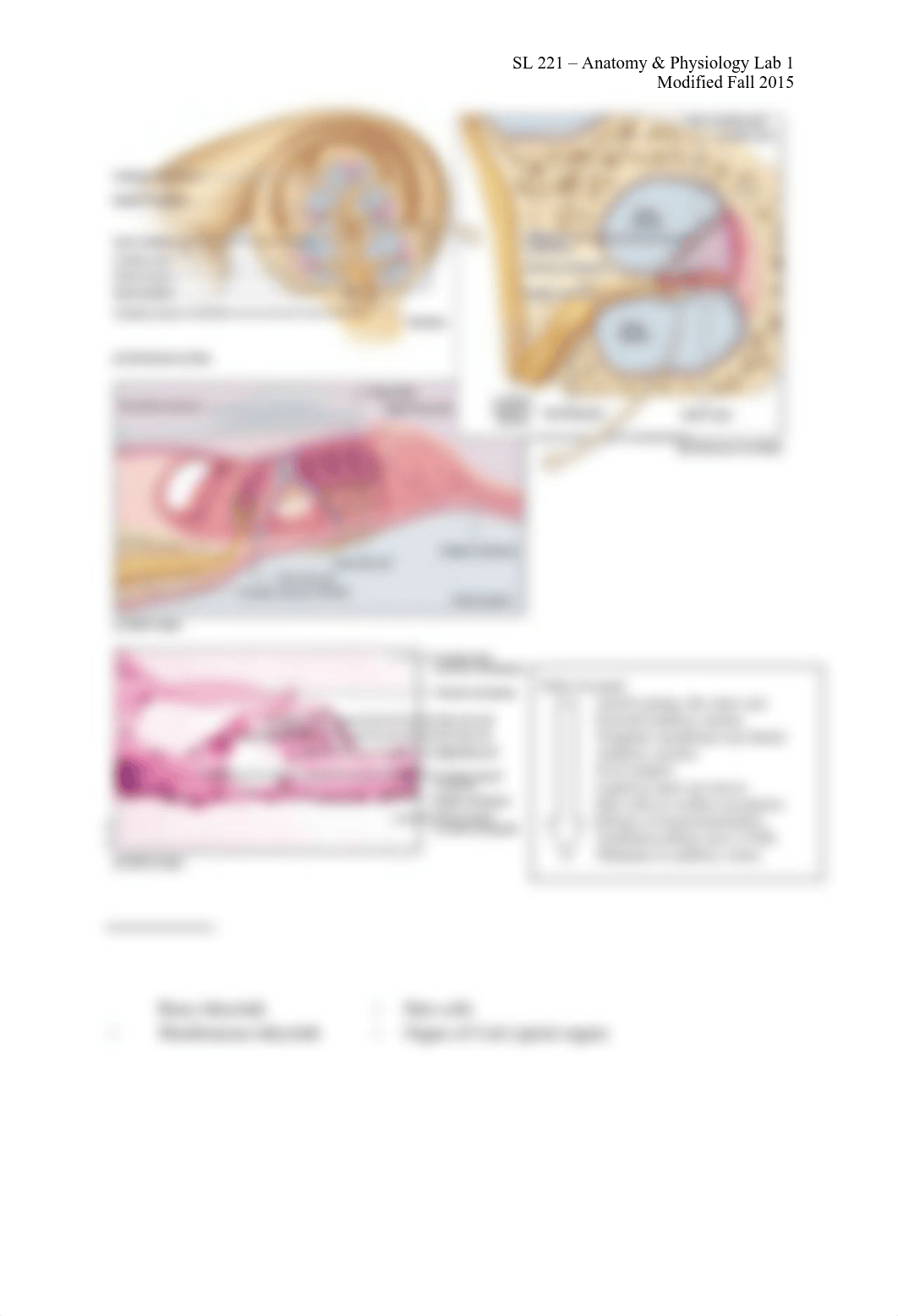 Lab 13 - Special Senses II_ddelexbj3rj_page3