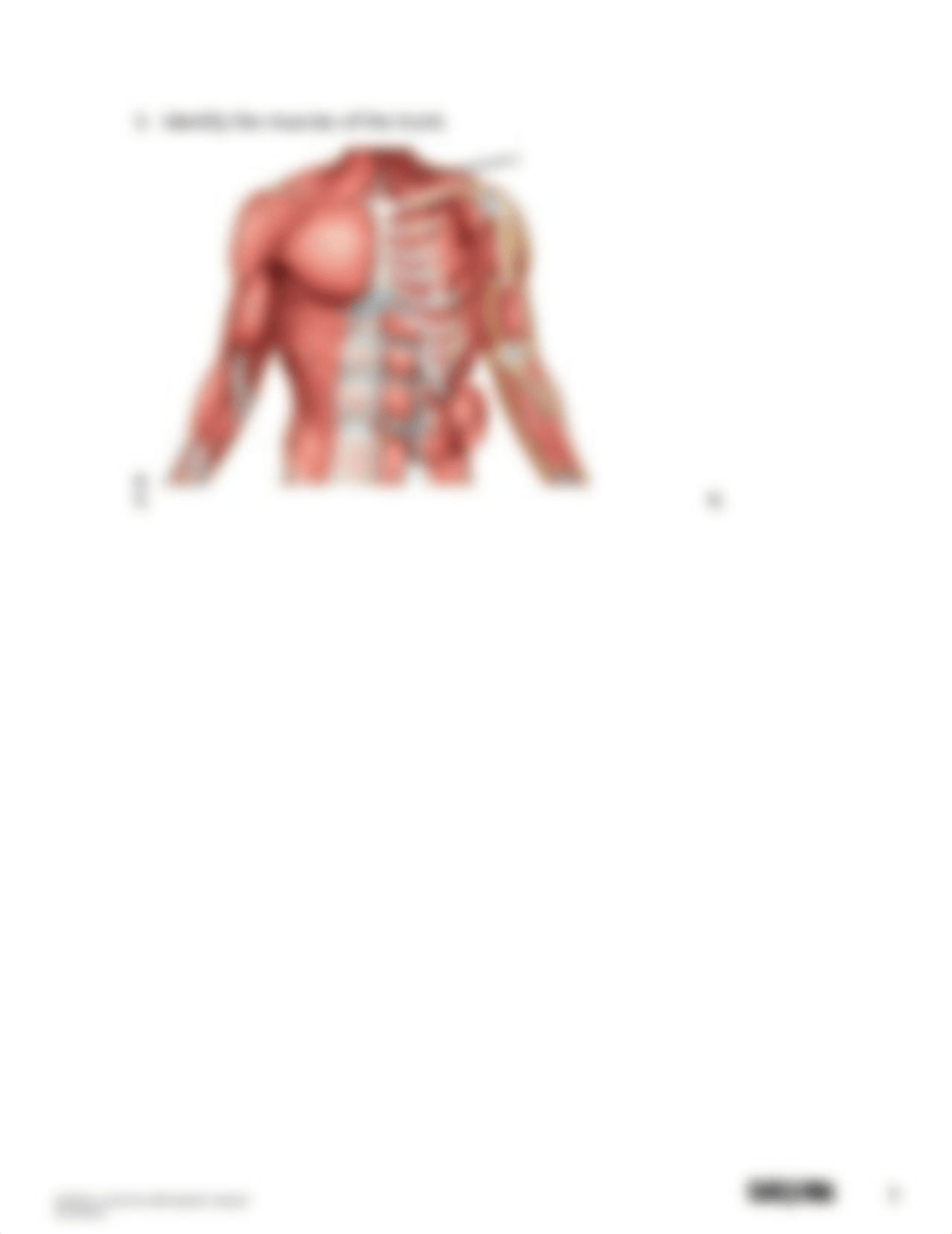 Muscular System Lab Report(1).docx_ddesqnu0wbv_page3