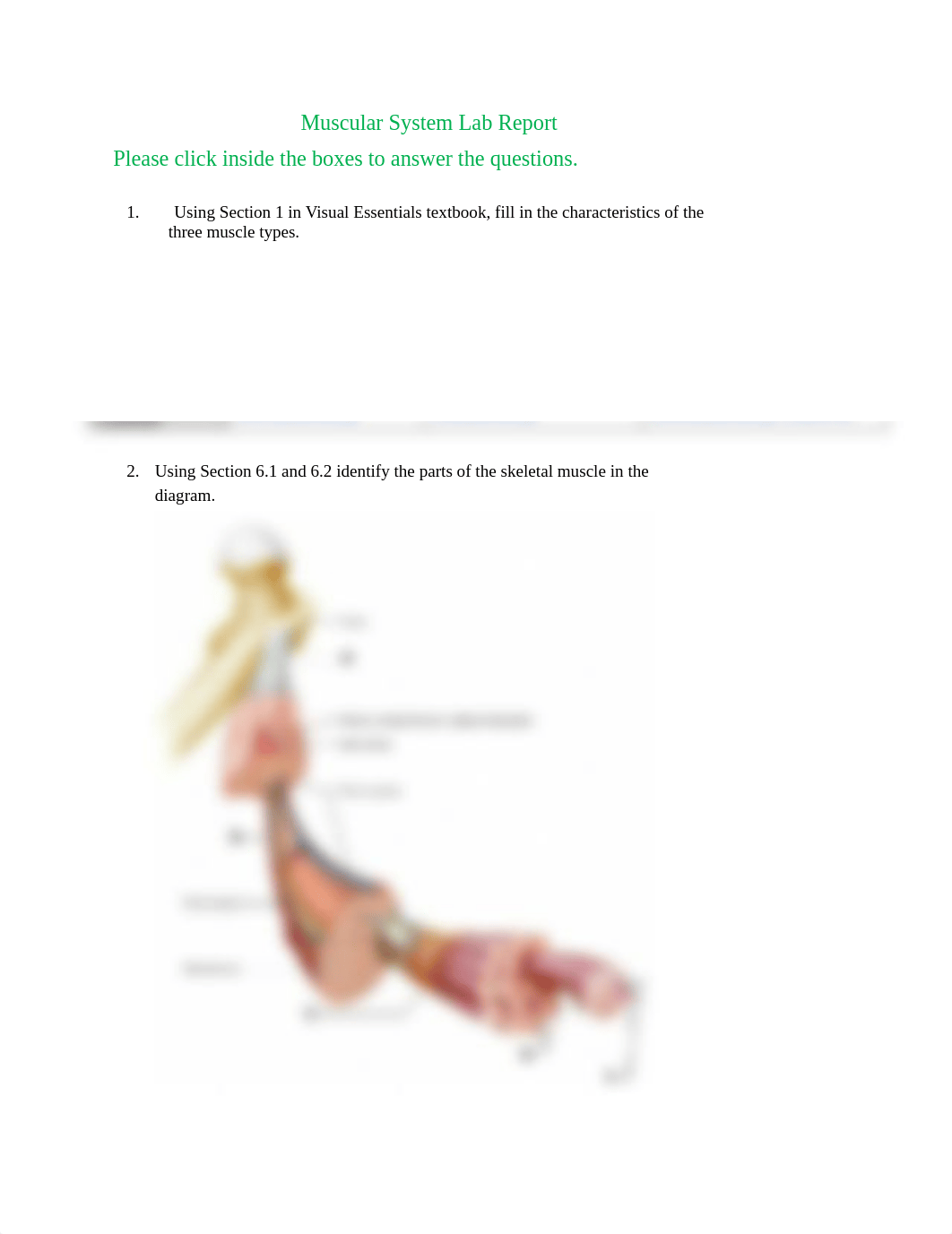 Muscular System Lab Report(1).docx_ddesqnu0wbv_page1