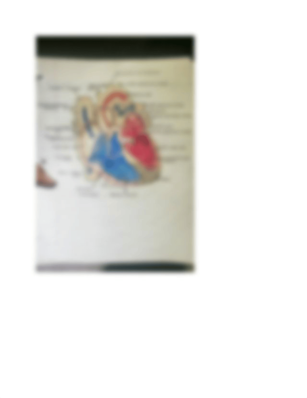 Ch. 12 The Heart Worksheet-1.docx_ddf2vqjvtu7_page3