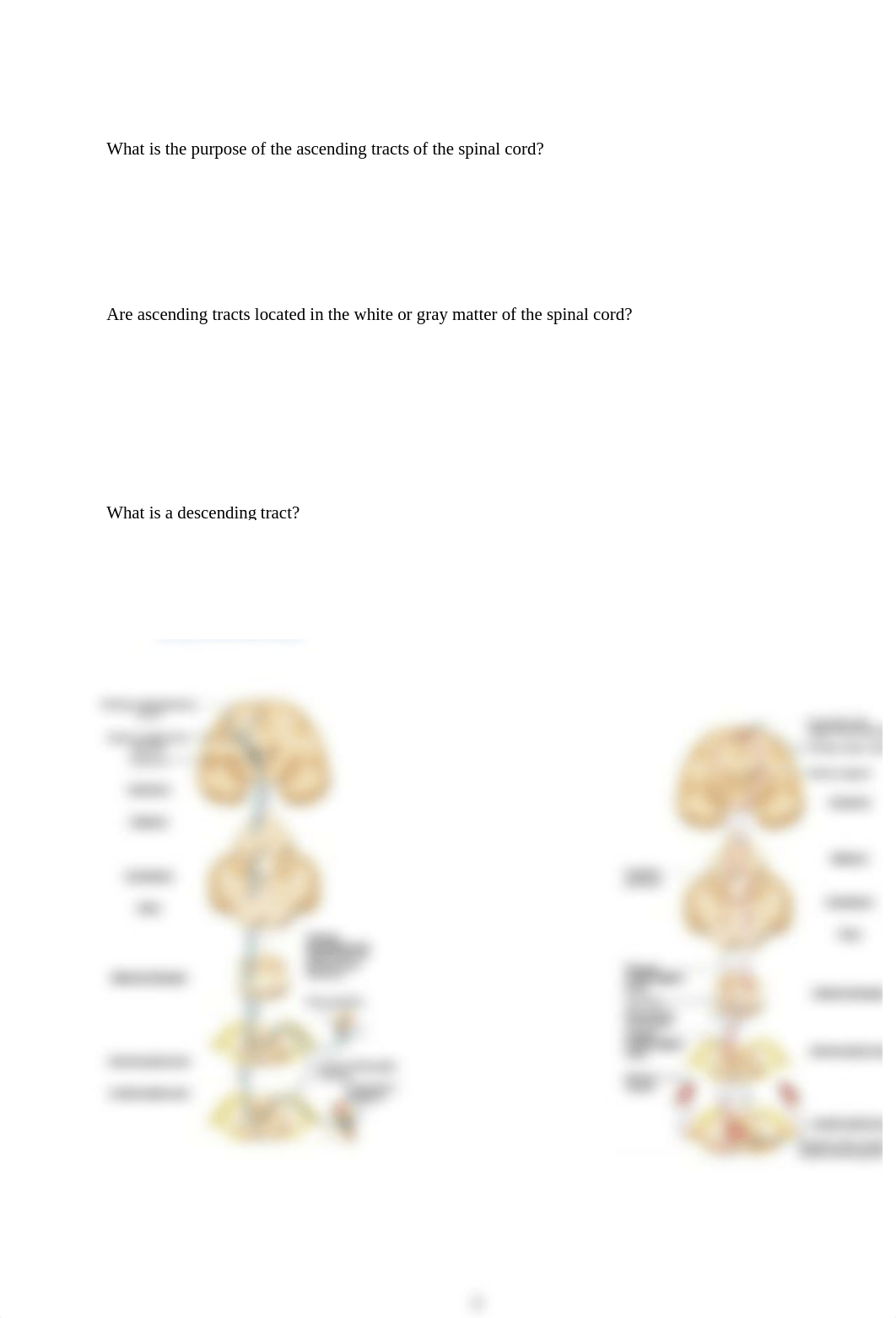 Nervous System Study Questions - Part 2 (1).docx_ddfkg8nf5a8_page3