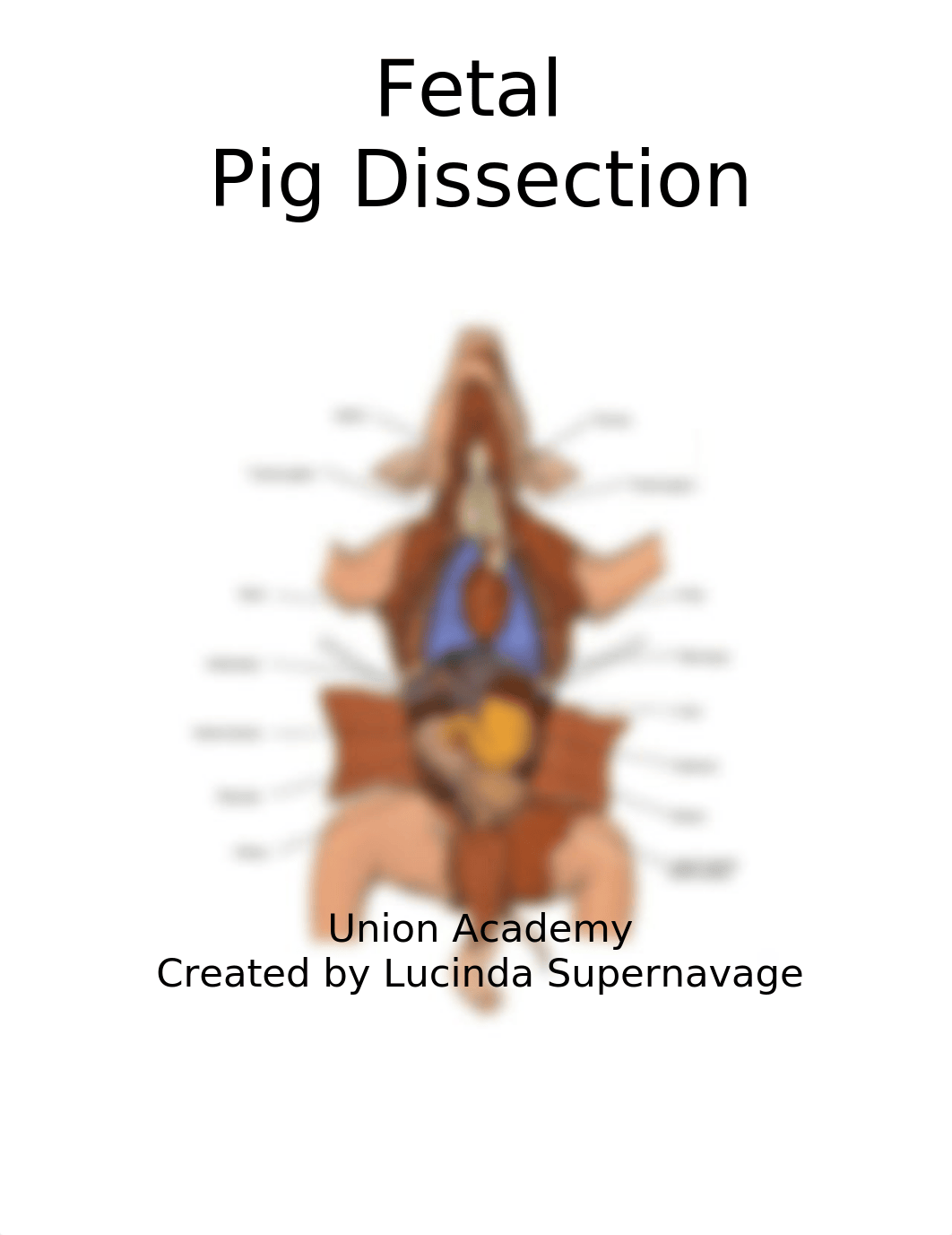 Fetal Pig Dissection (1).docx_ddfns5w452k_page1