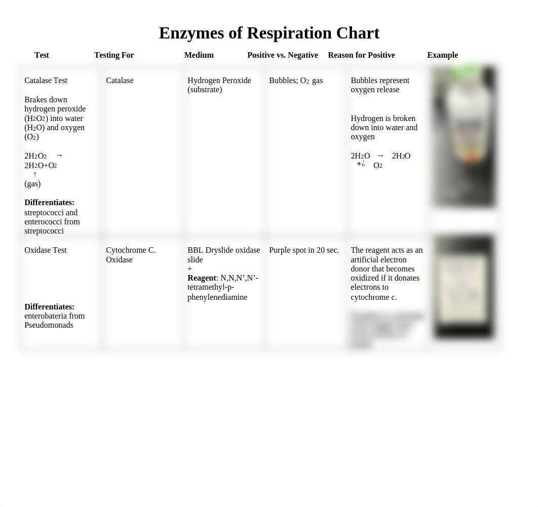 Lab Charts.docx_ddgl7zf60hg_page2