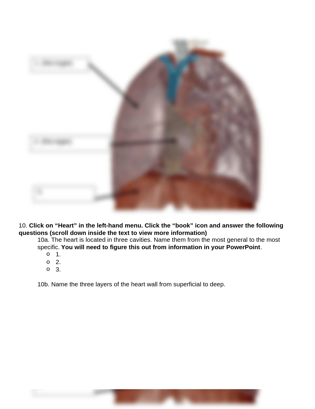 BIO 211 Lab 2 Part 1 Heart Anatomy SU2021.docx_ddh4xhpfi7w_page3