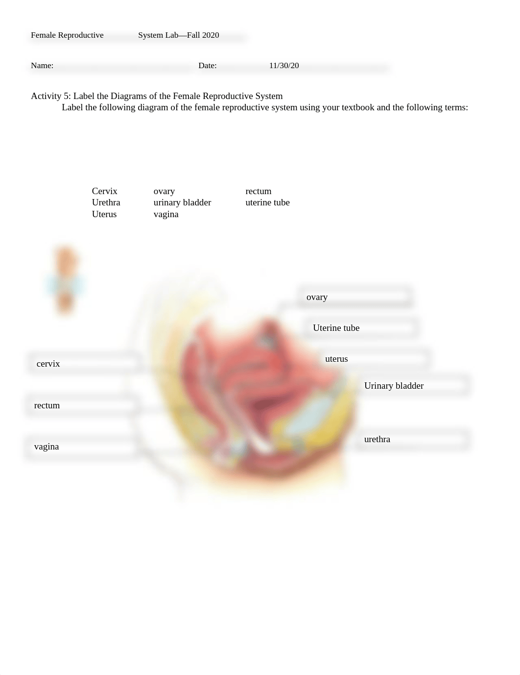 Female Reproductive  System Lab.docx_ddhifeqwqzq_page1