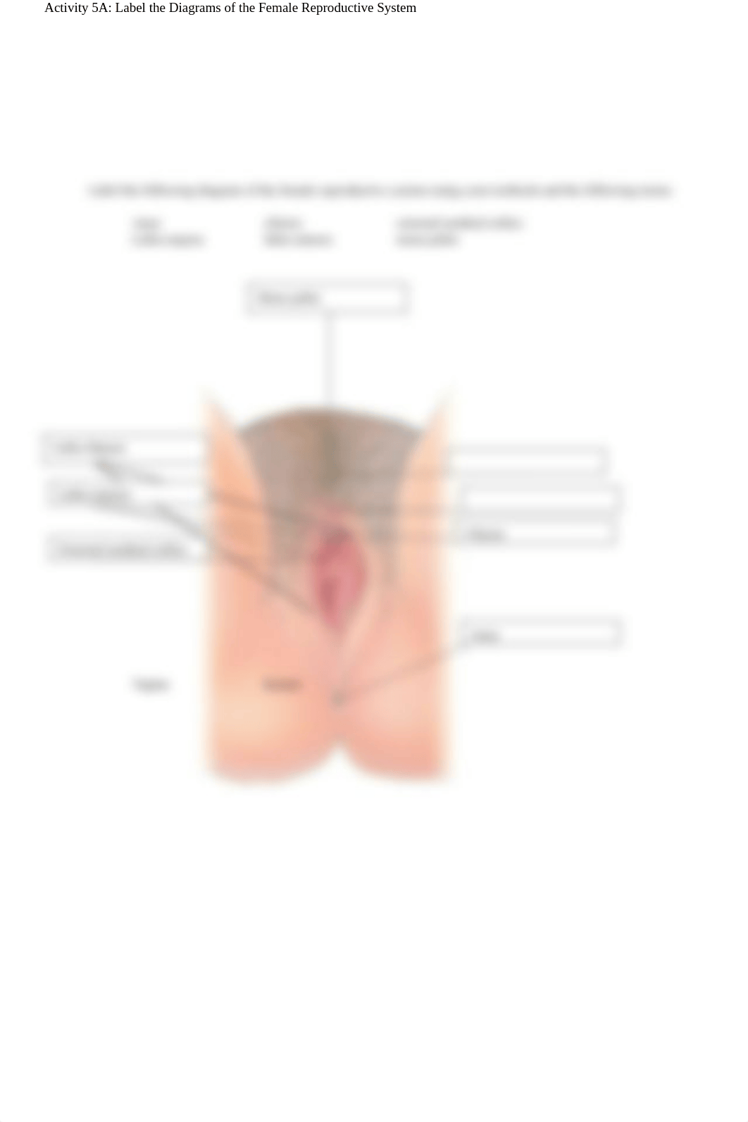 Female Reproductive  System Lab.docx_ddhifeqwqzq_page2