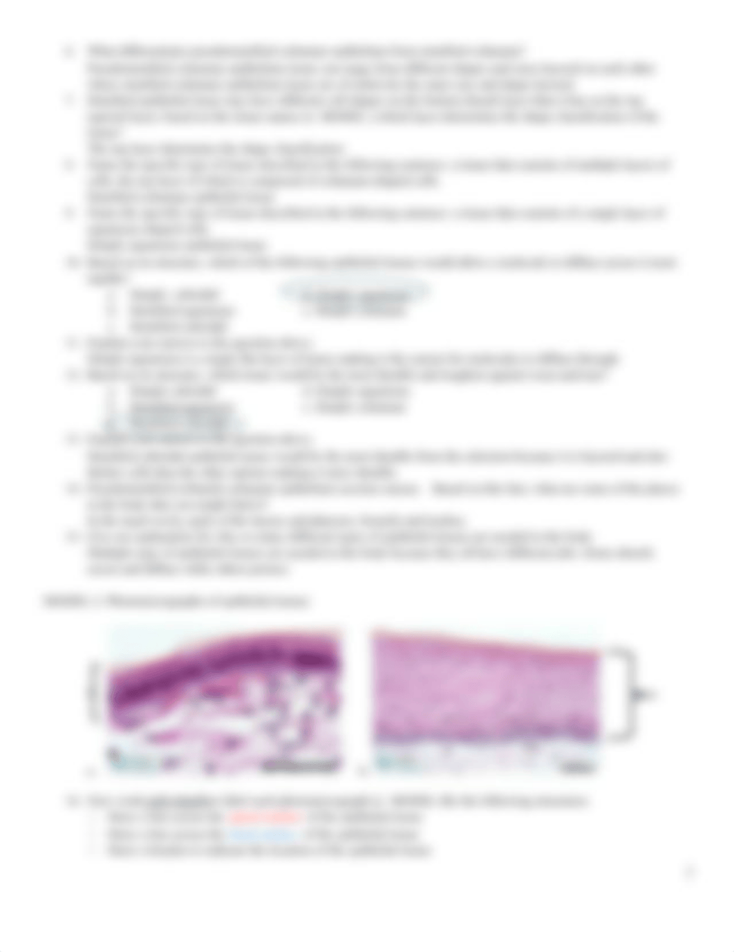 Epithelial Tissues ONLINE.docx_ddi625w0lqr_page2