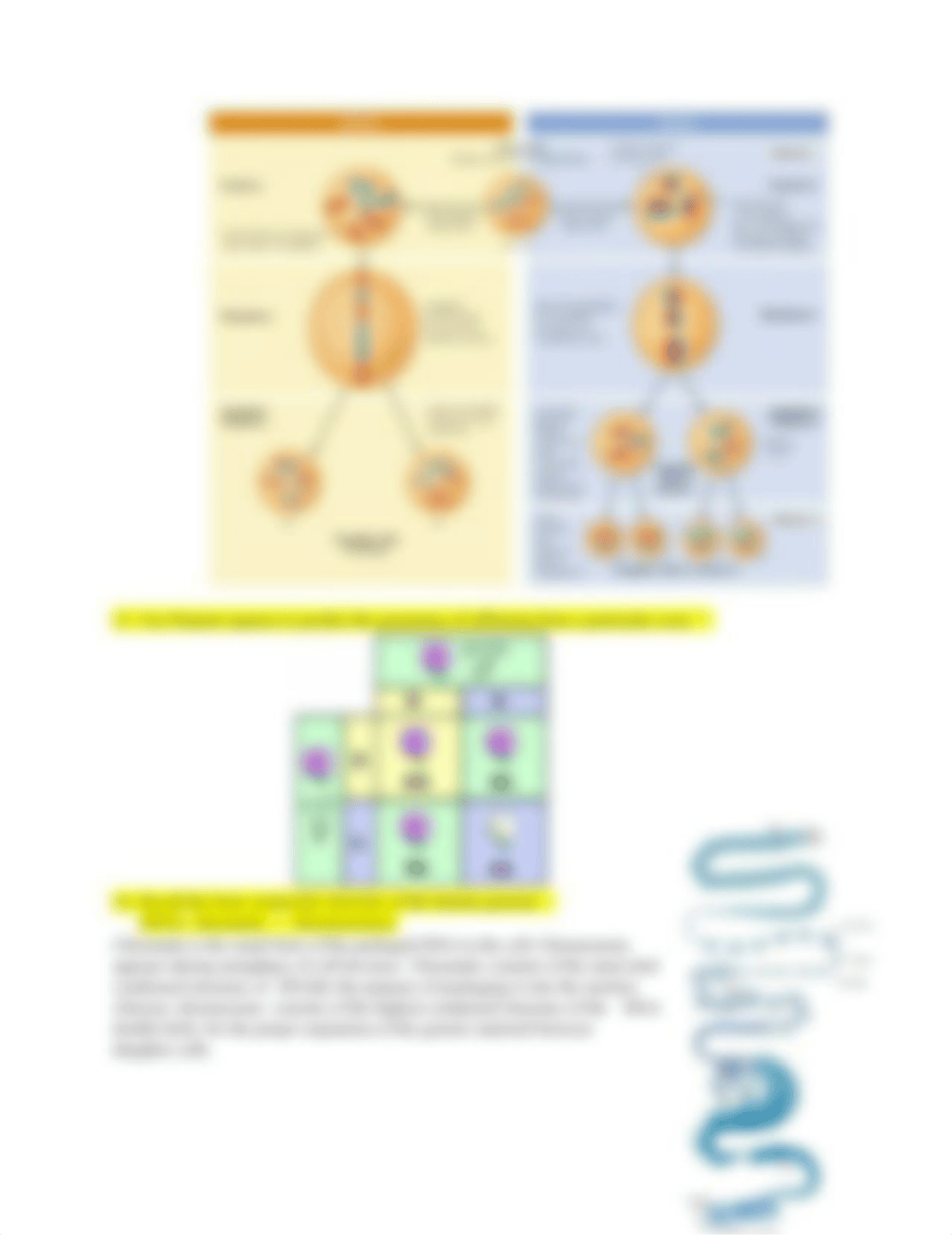 Genetics Exam 1 SG.docx_ddig2a88vhc_page4