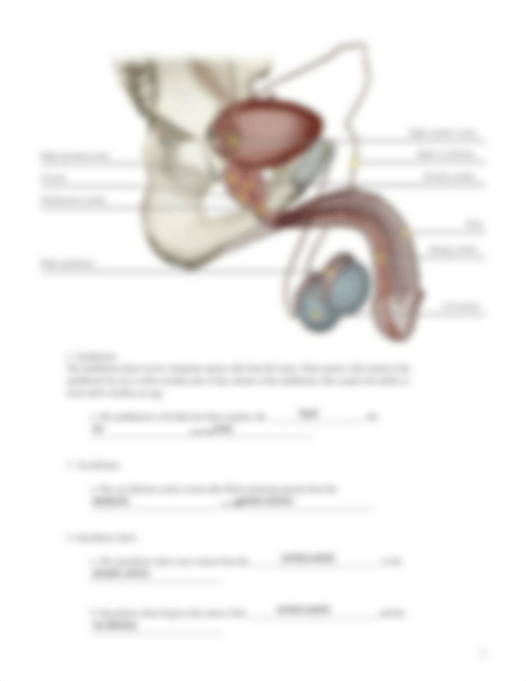 male reproductive.pdf_ddiy1kgnziz_page3