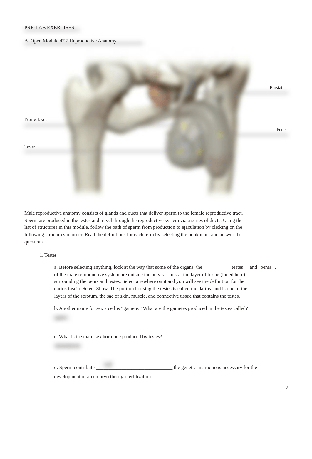 male reproductive.pdf_ddiy1kgnziz_page2