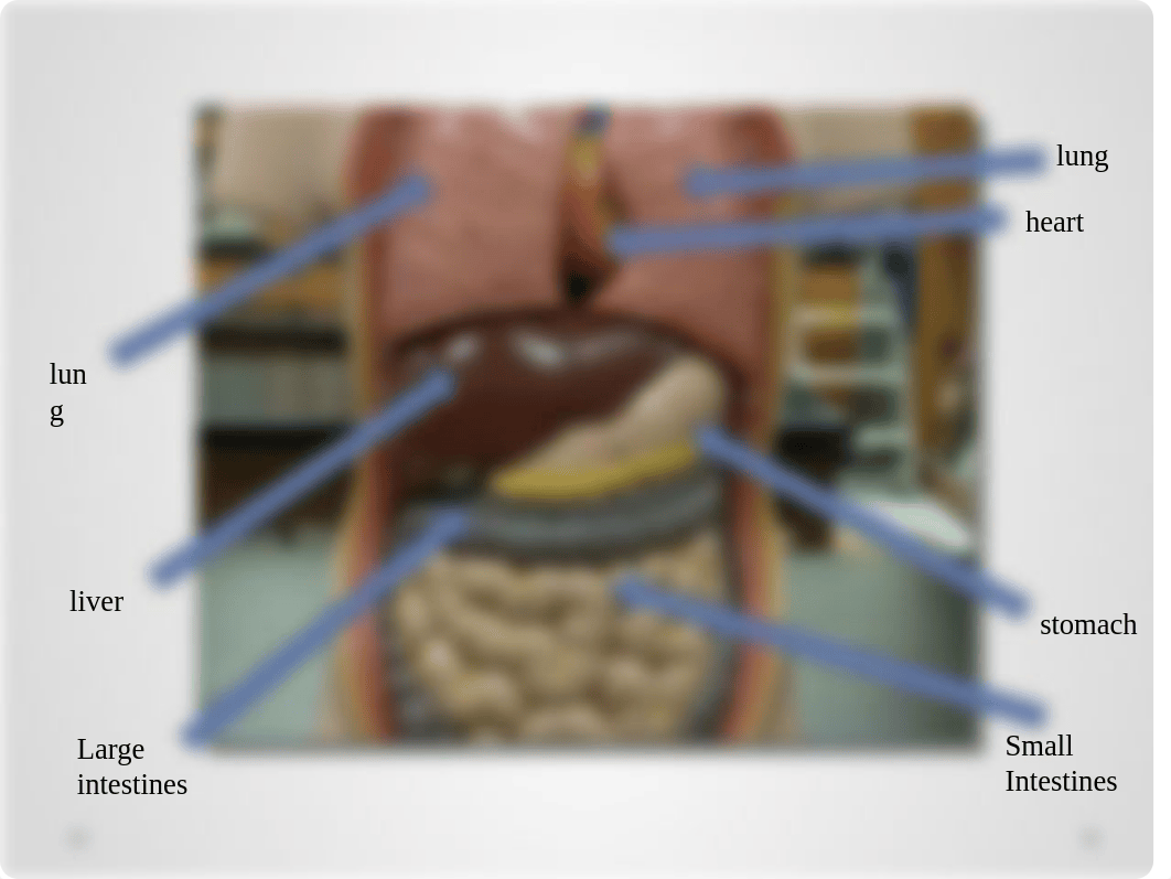 Anatomy and Physiology Practical #1.pptx_ddjds2ln4ls_page3