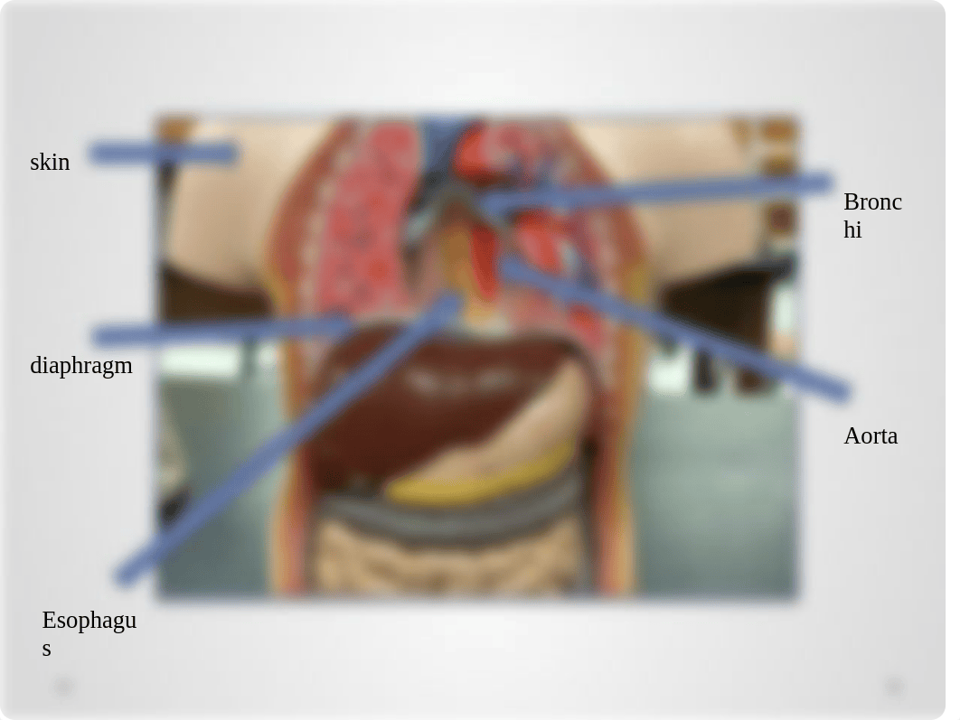 Anatomy and Physiology Practical #1.pptx_ddjds2ln4ls_page4