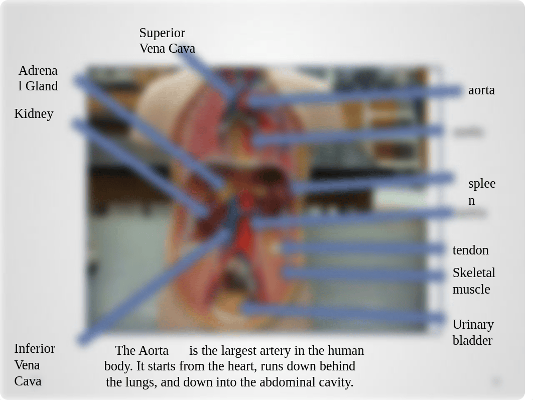 Anatomy and Physiology Practical #1.pptx_ddjds2ln4ls_page5