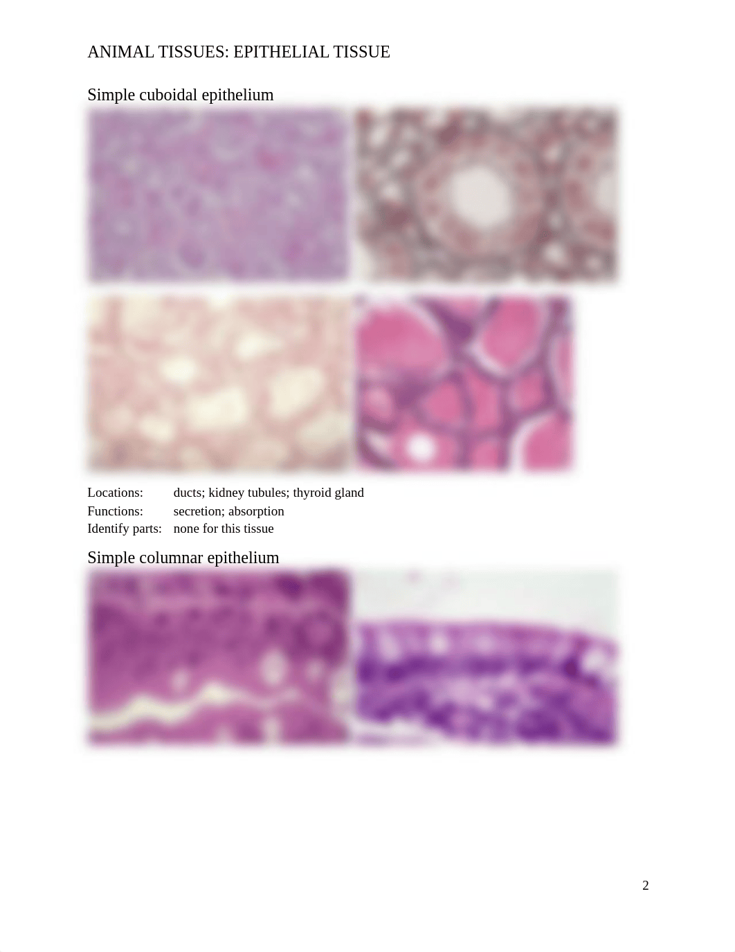 2018_ANIMAL_TISSUES copy.docx_ddk0souzjf4_page2