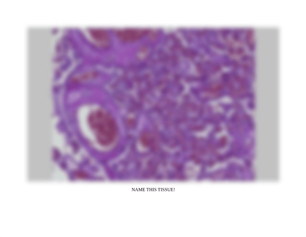 Tissue ID Quiz.pdf_ddkayqukx6j_page2