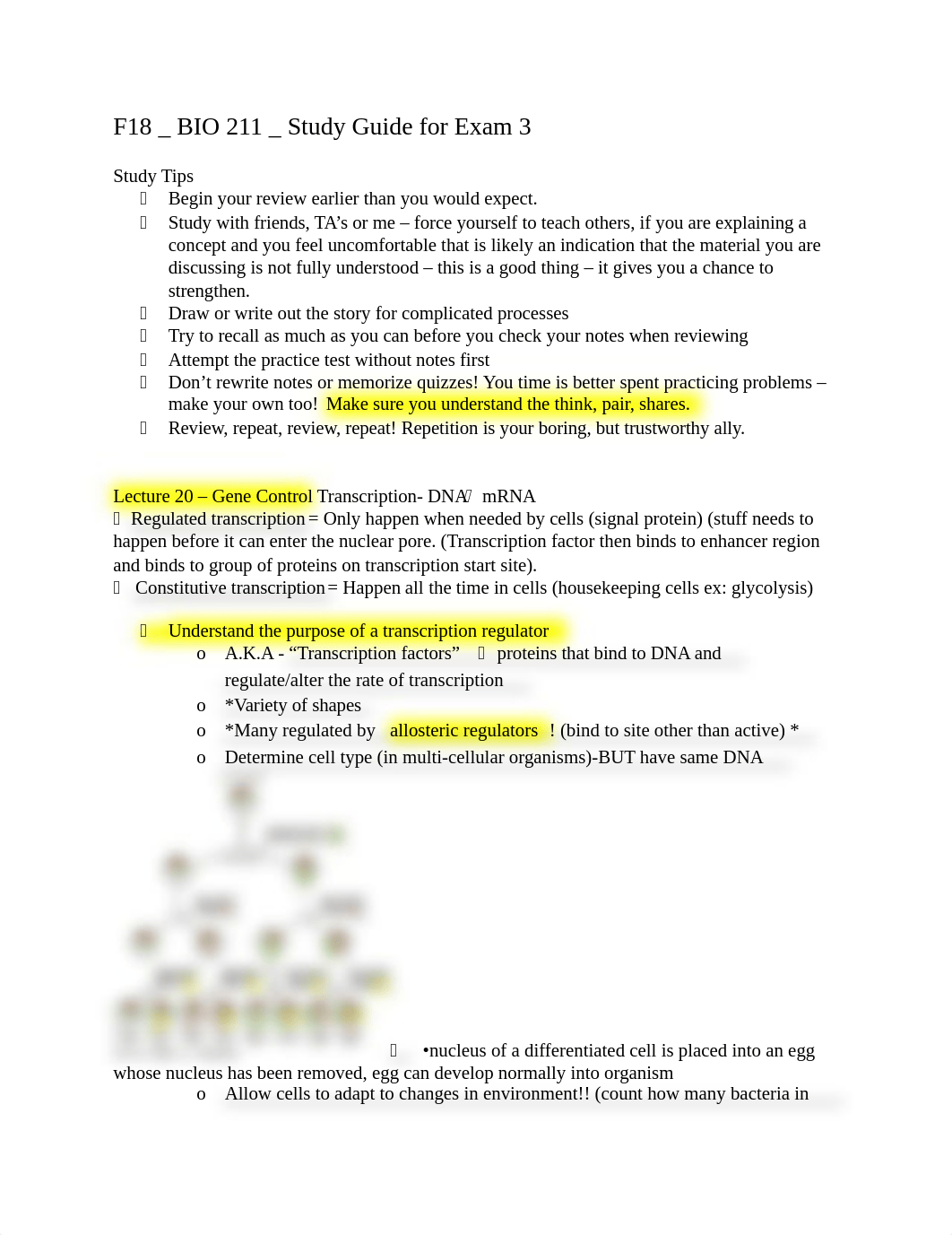 cell bio study guide exam 3.docx_ddkbvom8obp_page1