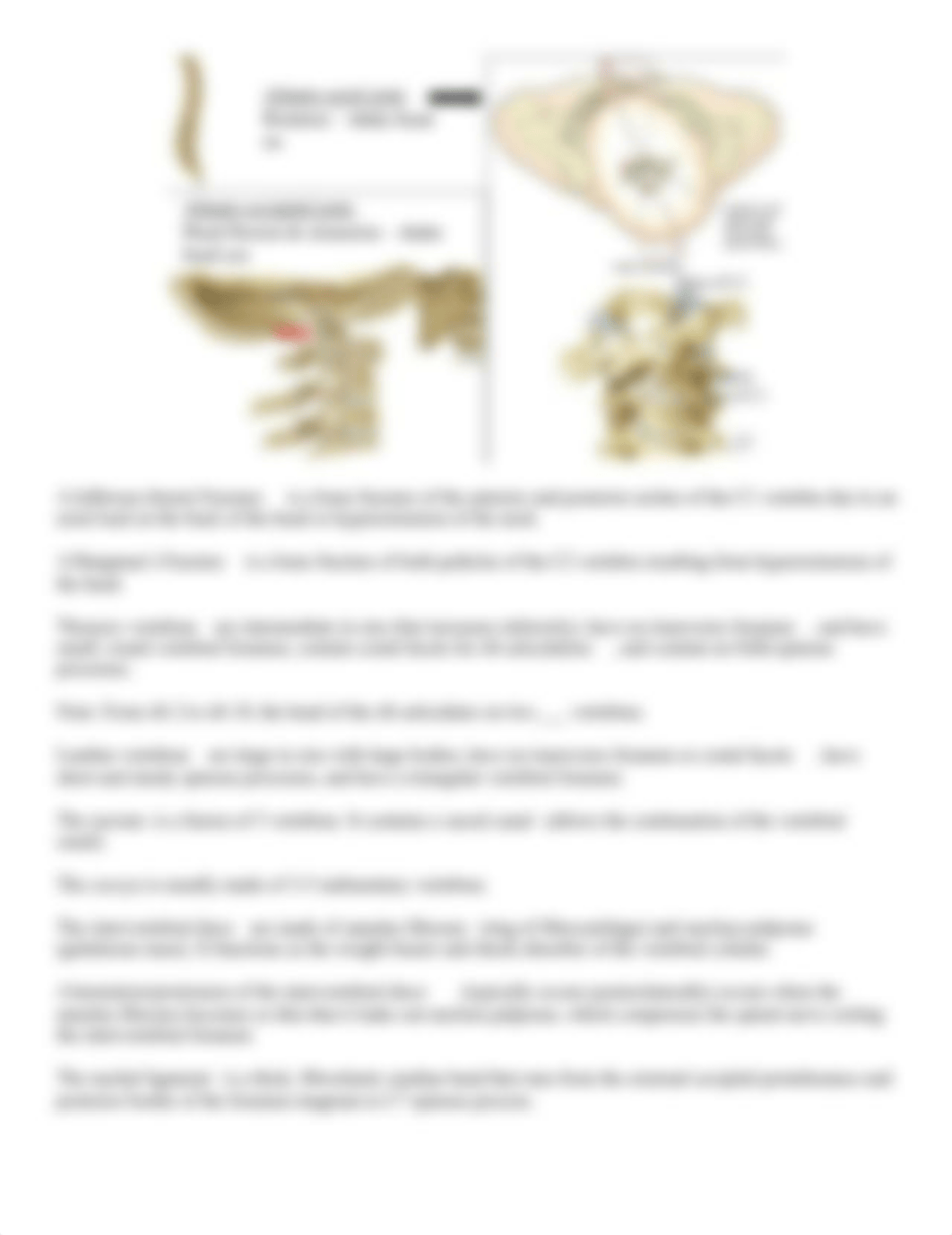 Vertebral Column.docx_ddkfywqnb5w_page2