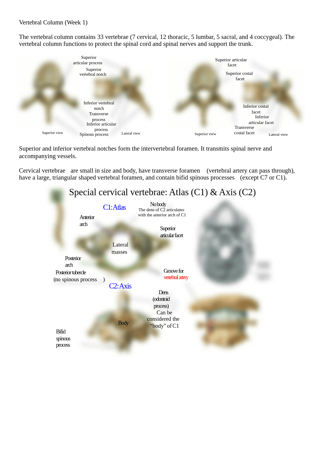 Vertebral Column.docx_ddkfywqnb5w_page1