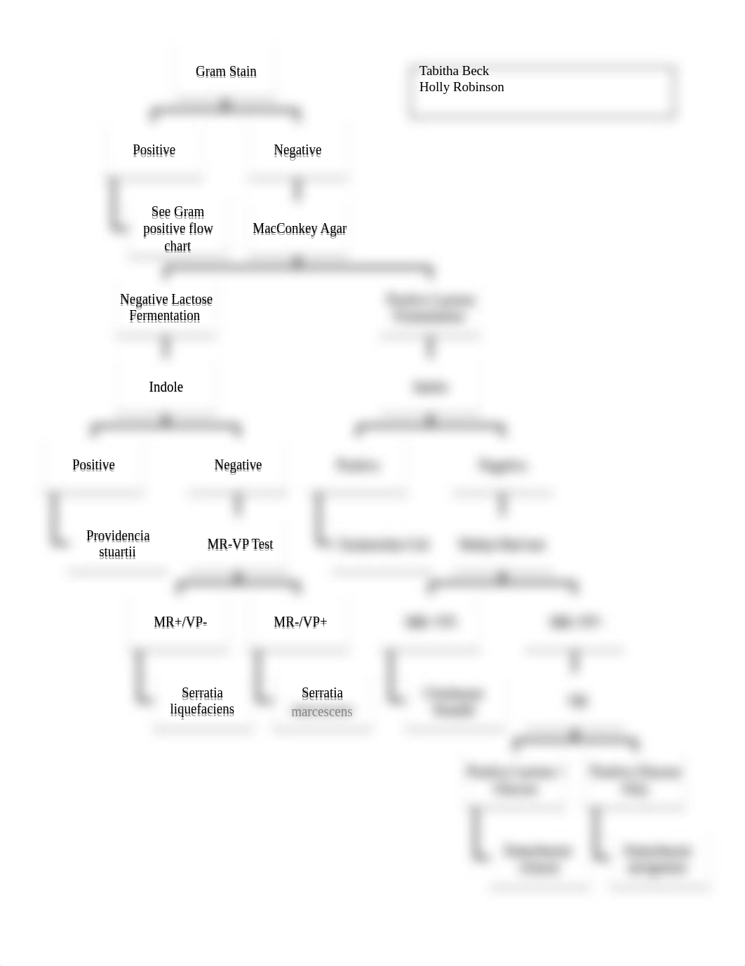 gram negative flow chart.docx_ddkzzuyqsmj_page1