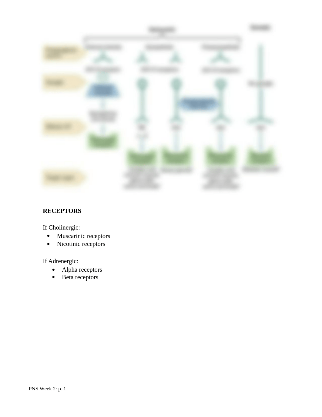 PNS diagrams ppt.docx_ddl1fngpy6v_page1